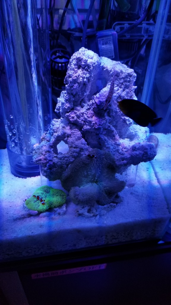 ハタゴイソギンチャクとledについて 楽して海水魚16