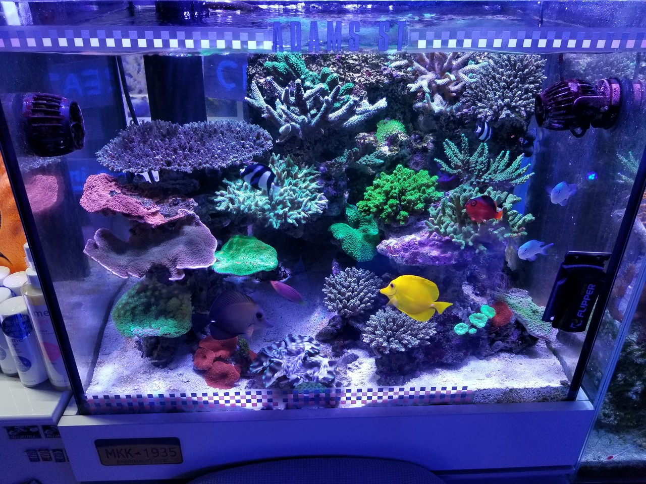 楽して海水魚16 サンゴ水槽写真がキレイに撮れるgalaxy8