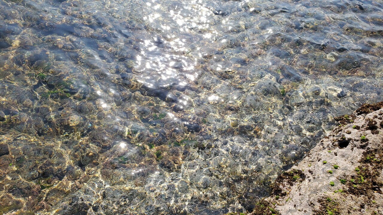 白浜で天然海水採取 楽して海水魚16