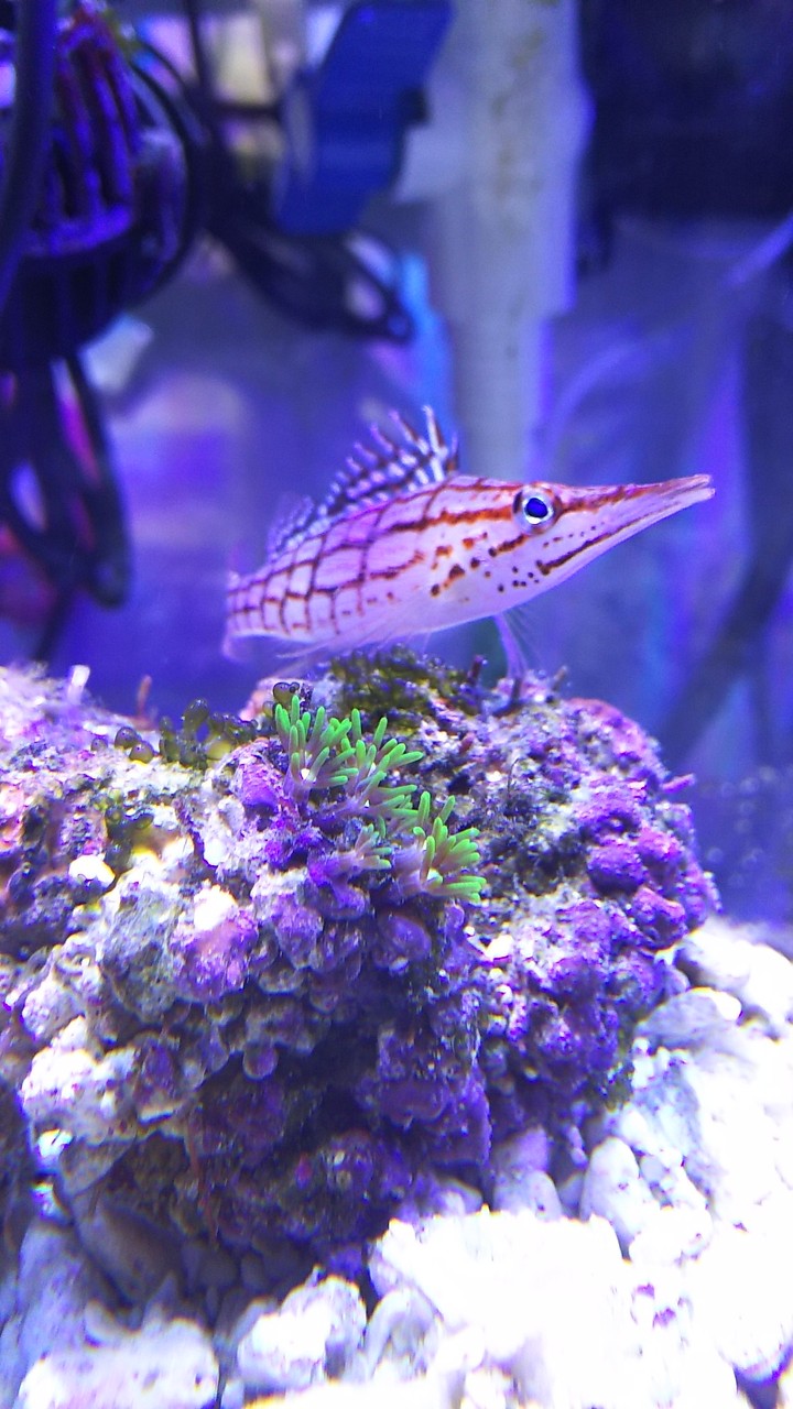 サンゴとお別れ 楽して海水魚16