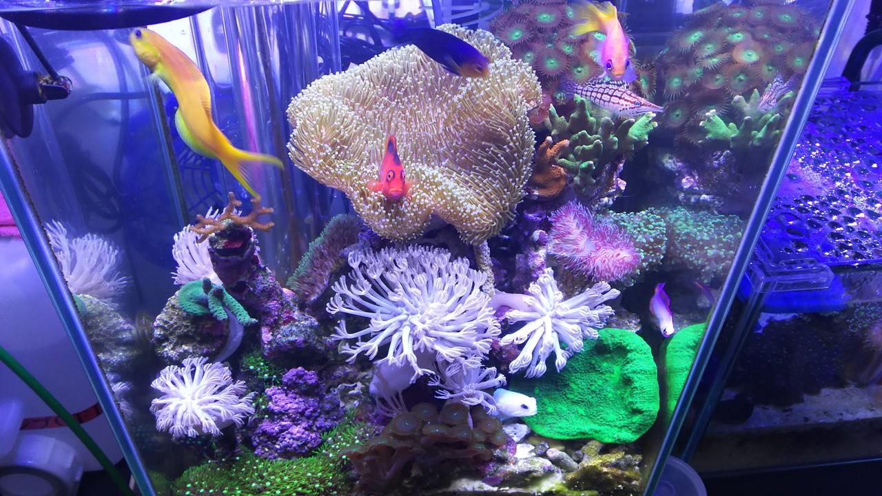 オゾナイザーの使用感 楽して海水魚16 オゾナイザーの使用感 楽して海水魚16