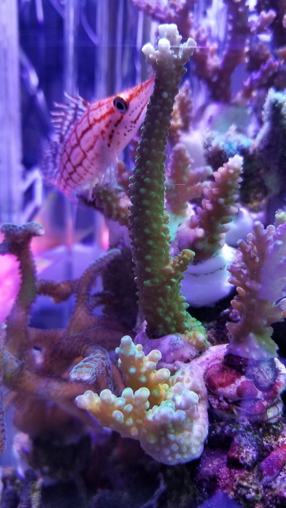 スギノキミドリイシは難しい : リ楽ックスして海水魚