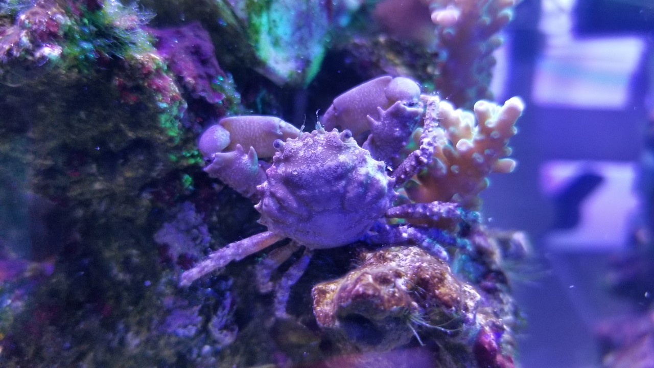 初めてペットバルーンで 楽して海水魚16 初めてペットバルーンで 楽して海水魚16