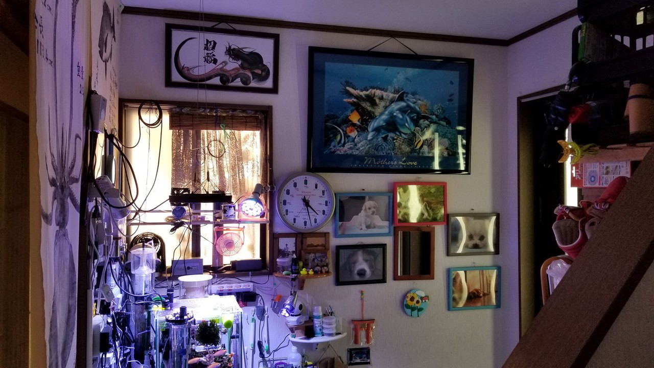 真夏の対策 窓用換気扇vfw x2設置 楽して海水魚16 真夏の対策 窓用換気扇vfw x2設置 楽して海水魚16