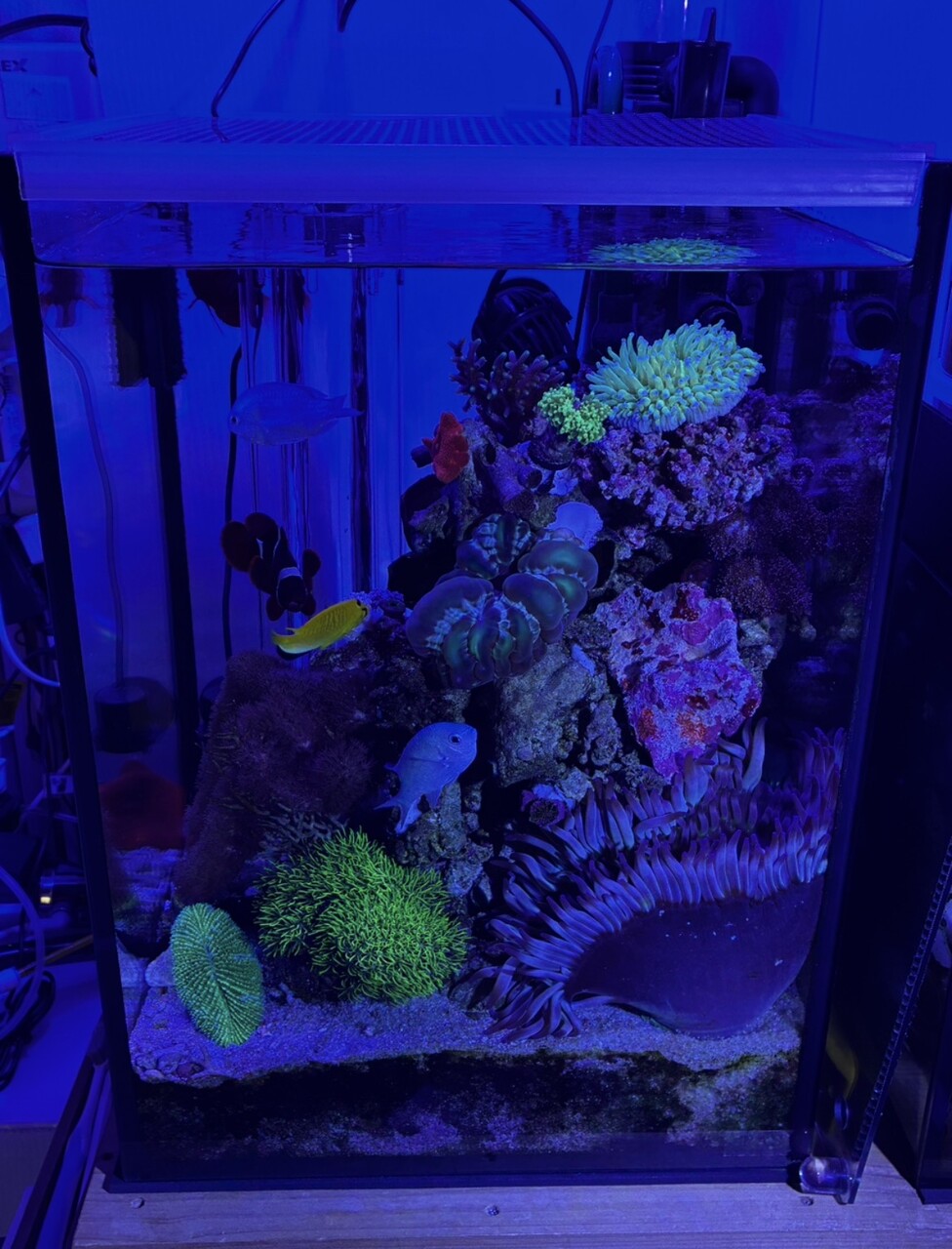 CO2ジェネレーターXProシルボンセットA : リ楽ックスして海水魚