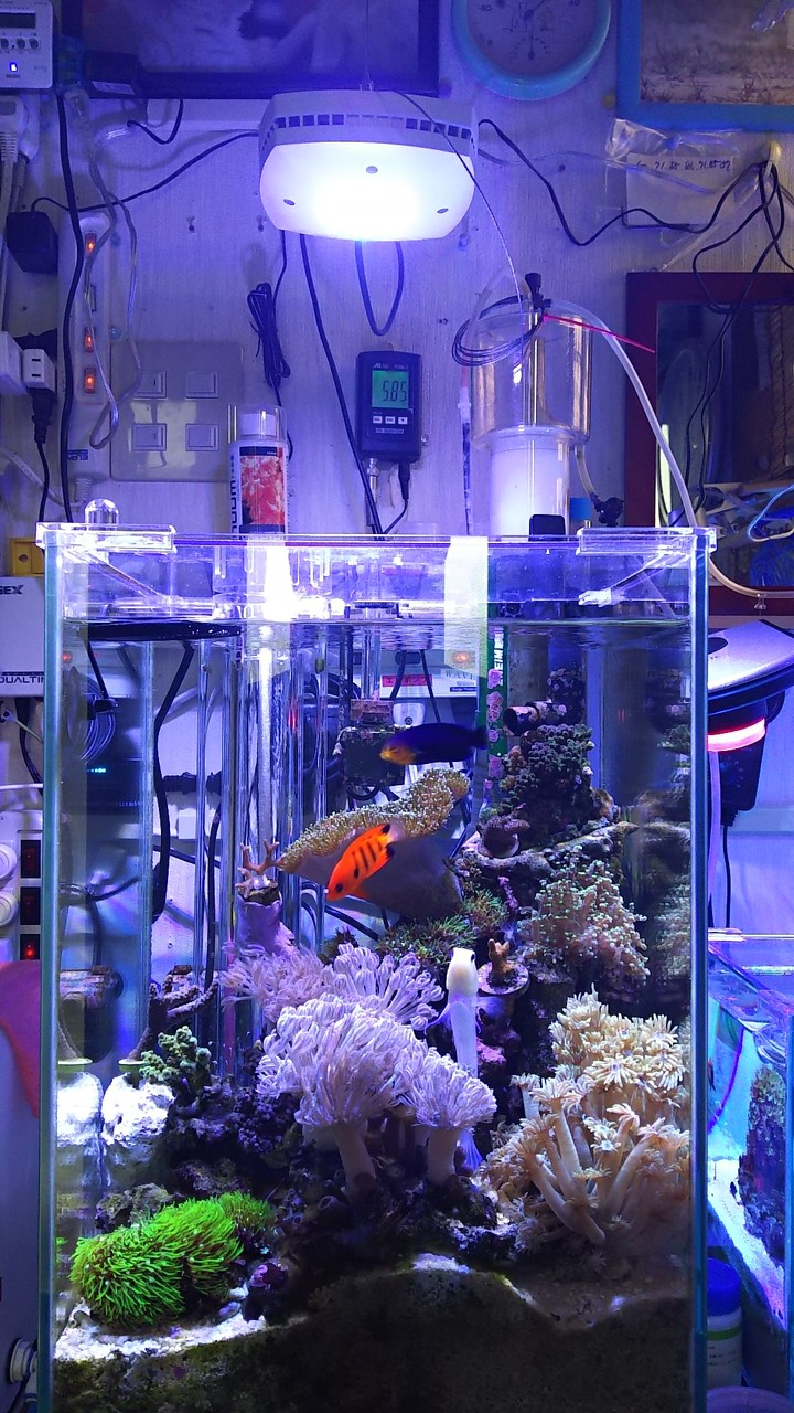 Ai Primeの設定変更 楽して海水魚16 Ai Primeの設定変更 楽して海水魚16