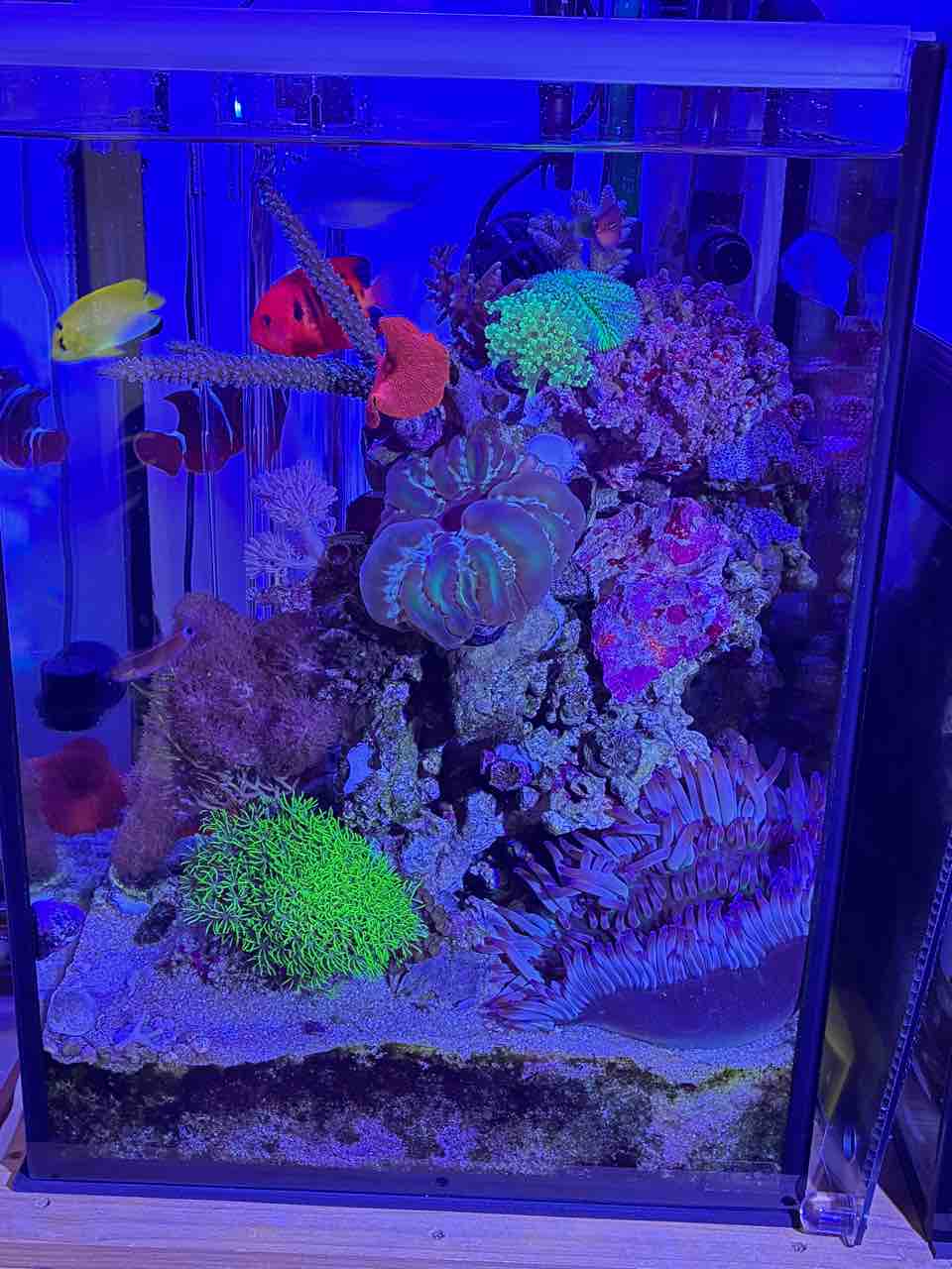 トゲスギミドリイシとハイマツミドリイシ : リ楽ックスして海水魚