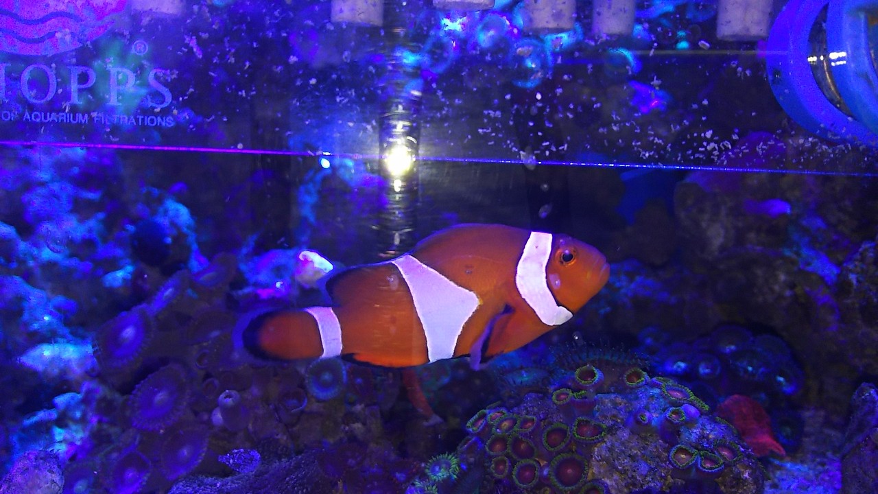 ハナビラクマノミ Ltイソギンチャク 楽して海水魚16 ハナビラクマノミ Ltイソギンチャク 楽して海水魚16