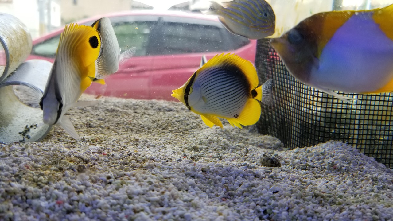 奈良県の秘境ショップ 海水館 楽して海水魚16