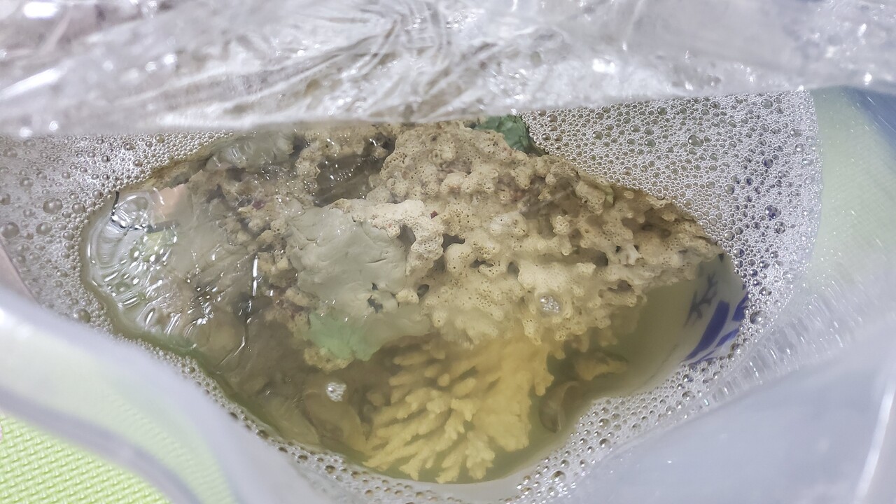 最高のアサリ 目 最高の花の画像