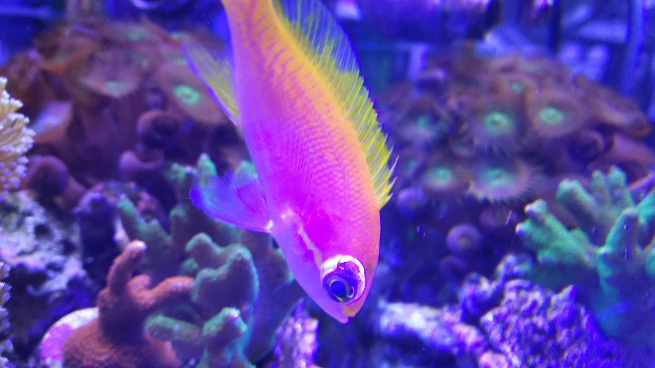 ポップアイ 楽して海水魚16 ポップアイ 楽して海水魚16