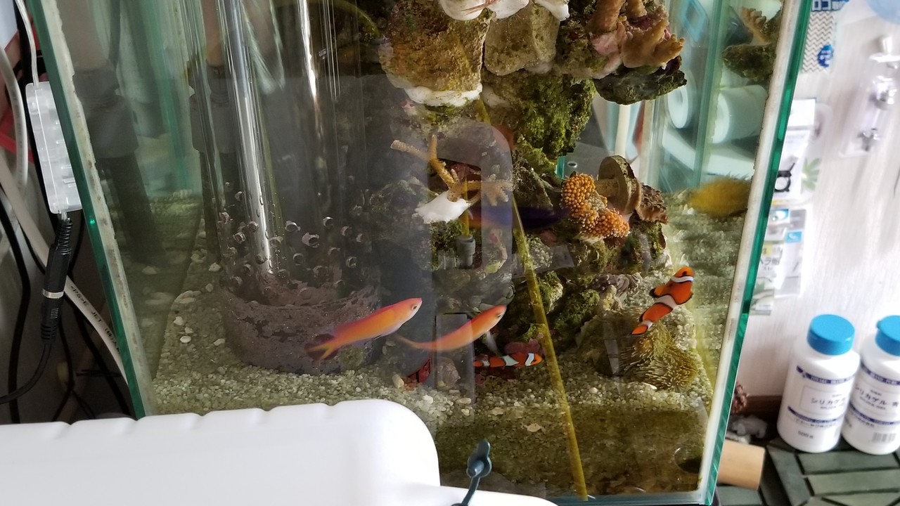 奈良県の秘境ショップ 海水館 楽して海水魚16 奈良県の秘境ショップ 海水館 楽して海水魚16