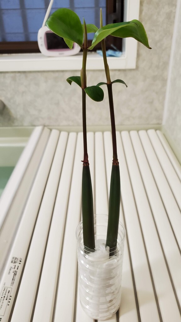 沖縄からマングローブ オヒルギ苗 楽して海水魚16