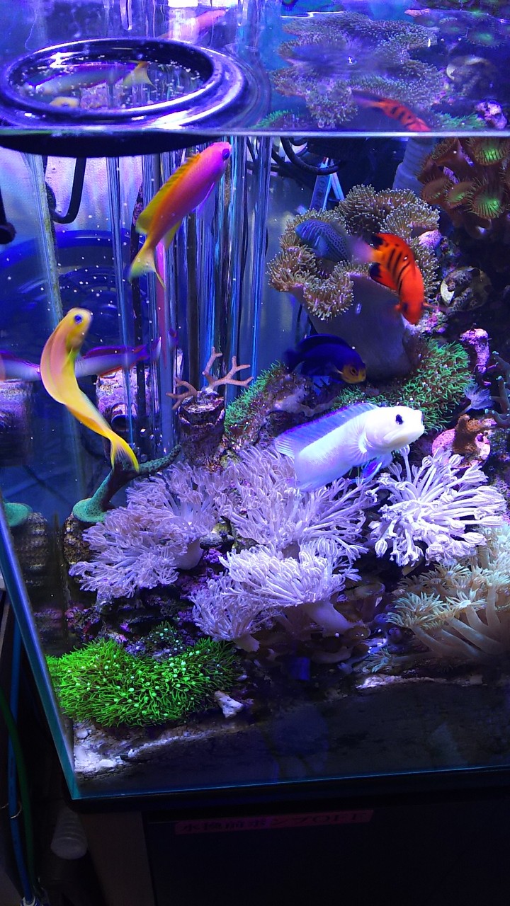 よく似てる2匹 楽して海水魚16 よく似てる2匹 楽して海水魚16