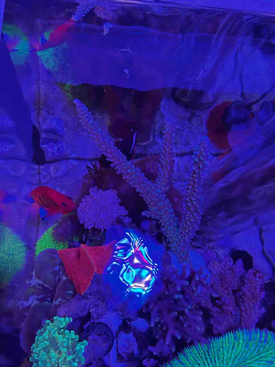 トゲスギミドリイシとハイマツミドリイシ : リ楽ックスして海水魚