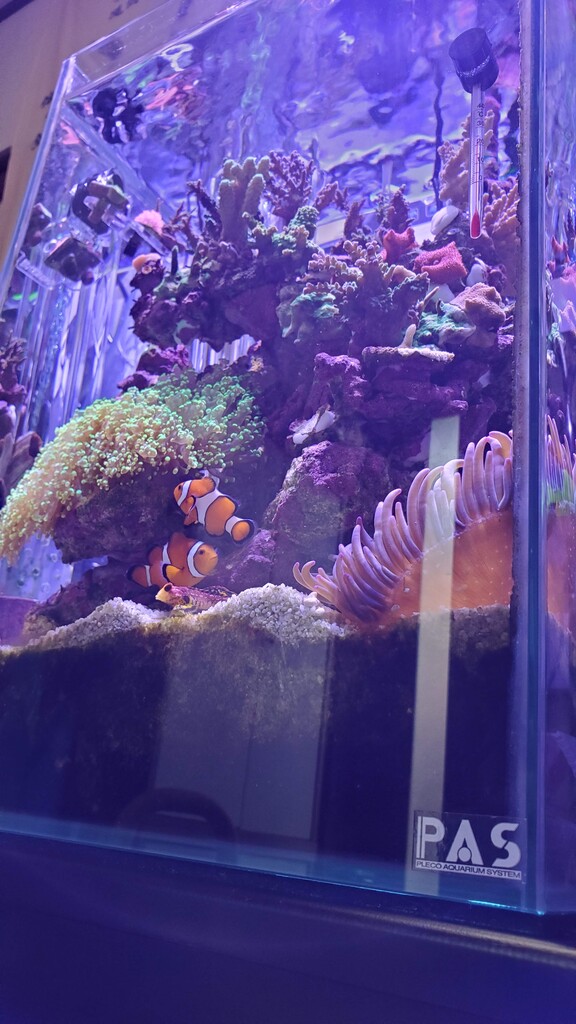 30 オーバーフロー水槽最後の水換え 楽して海水魚16 30 オーバーフロー水槽最後の水換え 楽して海水魚16