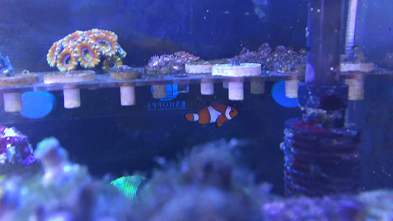 ハナビラクマノミ＆LTイソギンチャク : リ楽ックスして海水魚