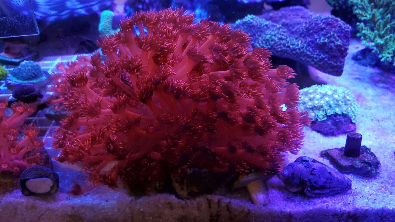 CREATE THE SEAでハナガササンゴ・レッド : リ楽ックスして海水魚