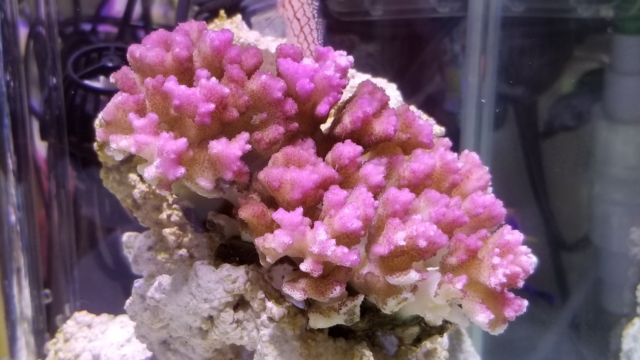 ハナヤサイサンゴとパンダダルマハゼ 楽して海水魚16 ハナヤサイサンゴとパンダダルマハゼ 楽して海水魚16