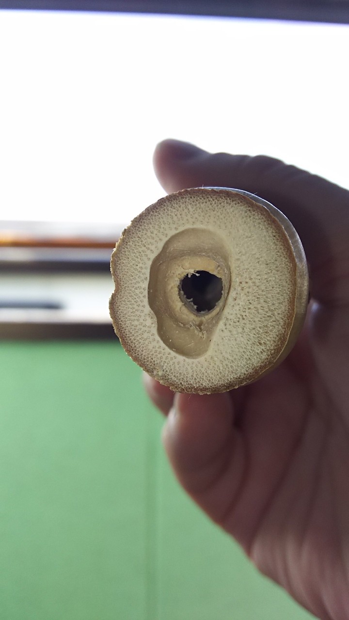 布袋竹かかり竿ver.2製作開始 : 自作かかり竿でチヌを釣るまで 布袋竹かかり竿ver.2製作開始 : 自作かかり竿でチヌを釣るまで