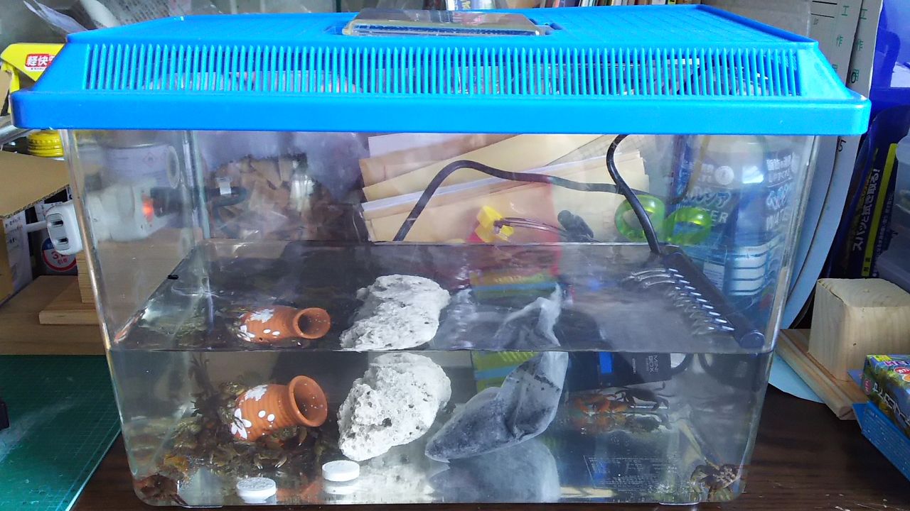 岩ガニ 自作かかり竿でチヌを釣るまで