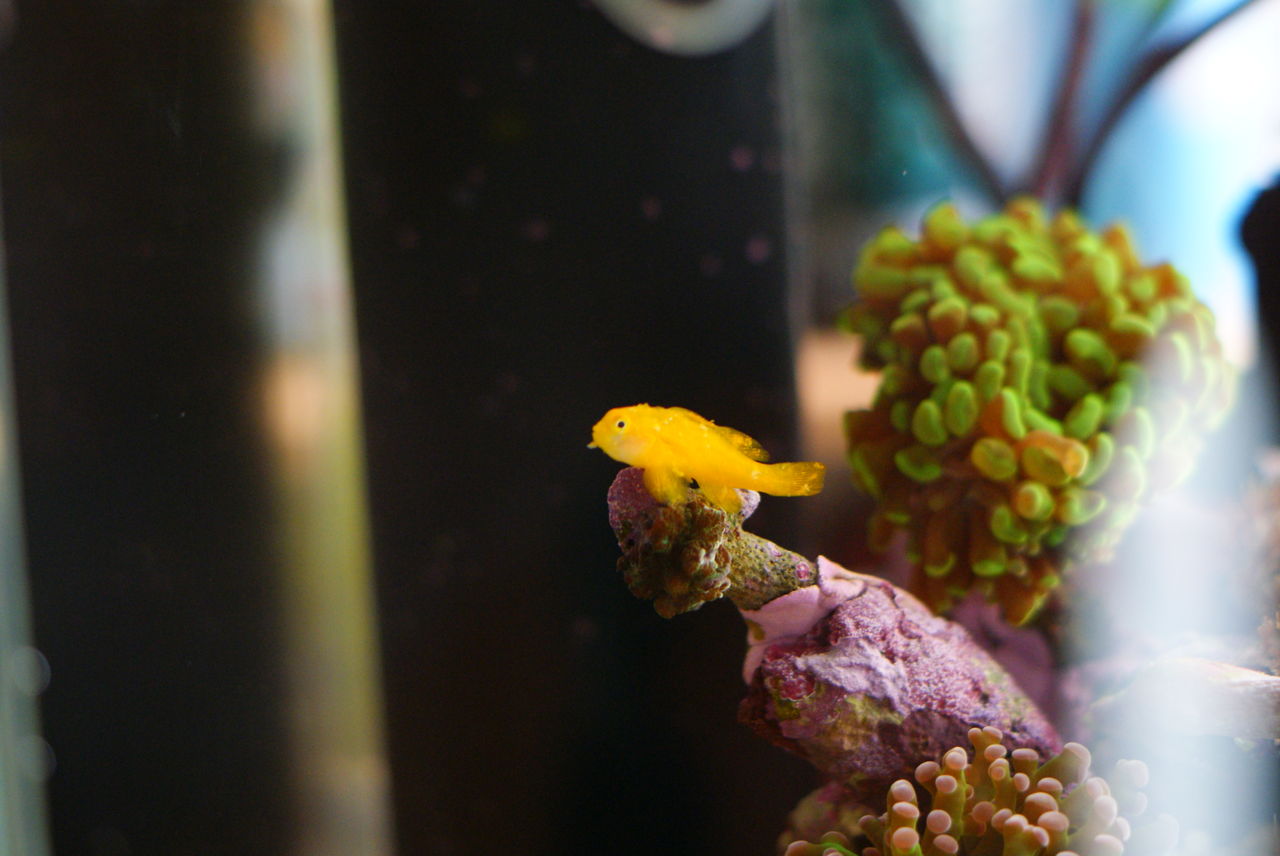 白点病治療薬ハートトレードich開始day1 楽して海水魚14 白点病治療薬ハートトレードich開始day1 楽して海水魚14