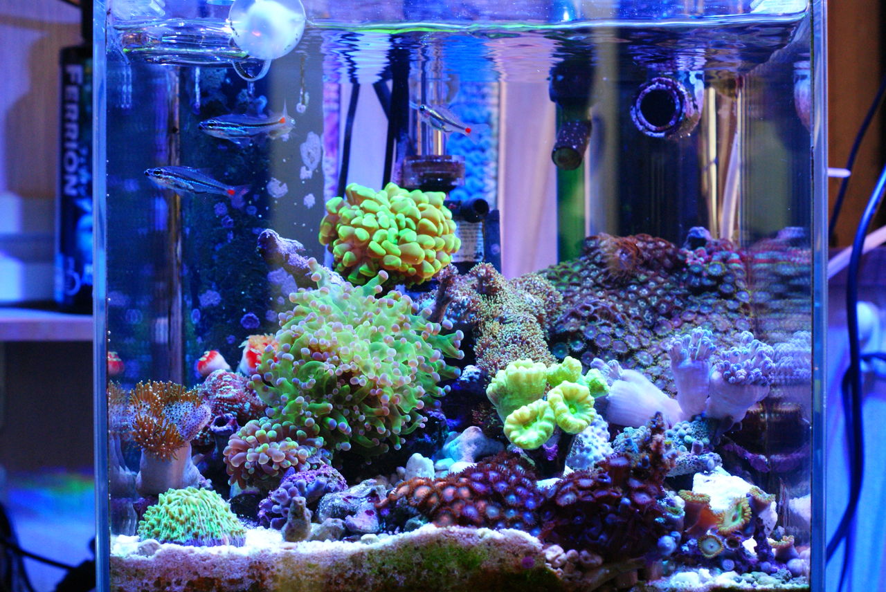 海外輸入 Jun アクアキュート2 50hz 取寄商品 水槽 熱帯魚 観賞魚 飼育 セット水槽 オブジェ 生体 通販 販売 アクアリウム あくありうむ オープニング大放出セール Nepalraftar Com 海外輸入 Jun アクアキュート2 50hz 取寄商品 水槽 熱帯魚 観賞魚 飼育 セット水槽 オブジェ 生体 通販 販売 アクアリウム あくありうむ オープニング大放出セール Nepalraftar Com