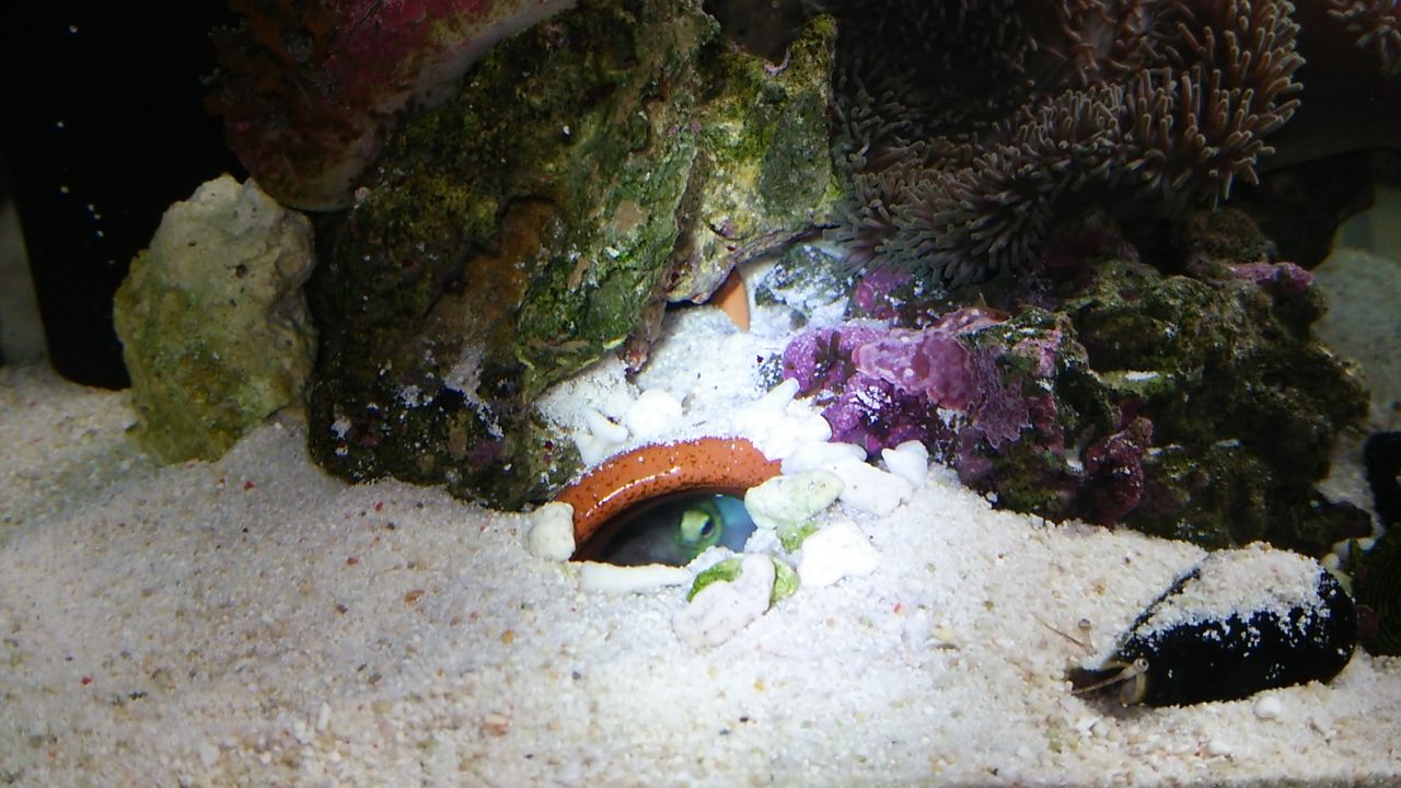 パーリージョーフィッシュとランドールズピストルシュリンプの共生 楽して海水魚14