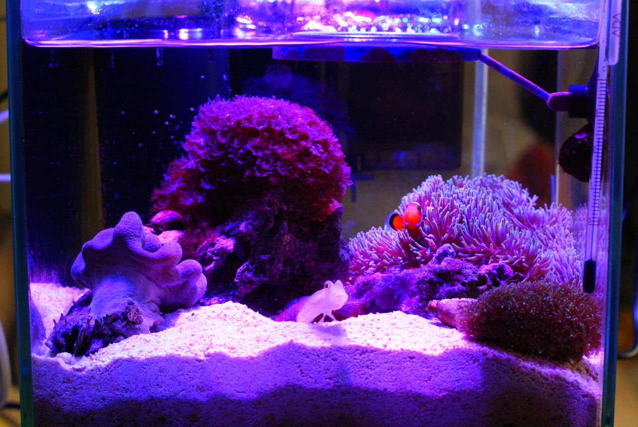 海外輸入 Jun アクアキュート2 50hz 取寄商品 水槽 熱帯魚 観賞魚 飼育 セット水槽 オブジェ 生体 通販 販売 アクアリウム あくありうむ オープニング大放出セール Nepalraftar Com 海外輸入 Jun アクアキュート2 50hz 取寄商品 水槽 熱帯魚 観賞魚 飼育 セット水槽 オブジェ 生体 通販 販売 アクアリウム あくありうむ オープニング大放出セール Nepalraftar Com