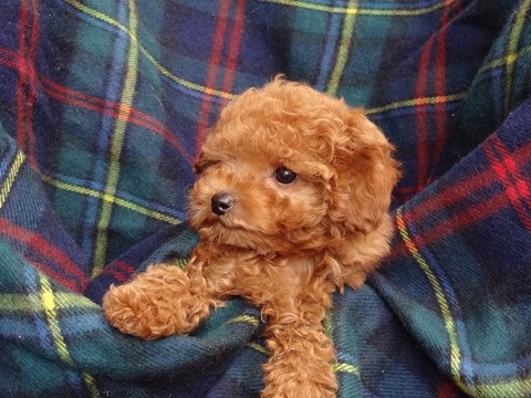 DSC02489 - コピー