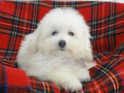 DSC01783 - コピー