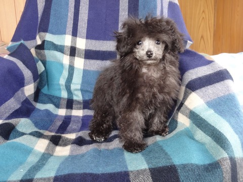 DSC06714 - コピー