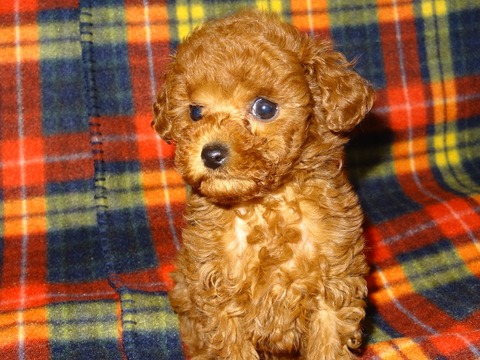 DSC04950 - コピー