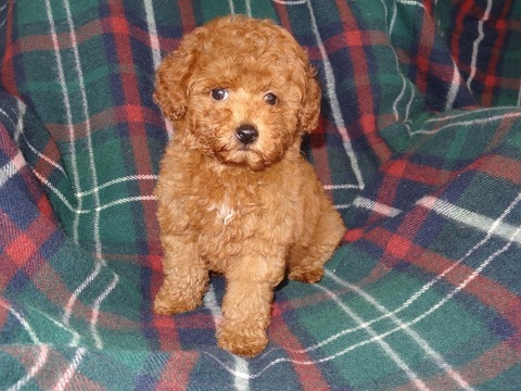 DSC06289 - コピー