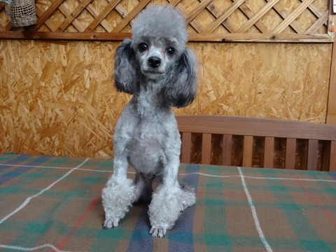 DSC07458 - コピー