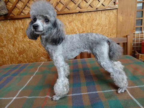 DSC07463 - コピー