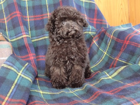 DSC06674 - コピー