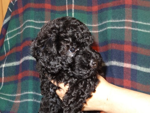 DSC06115 - コピー