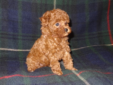 DSC03685 - コピー