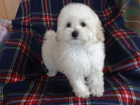 DSC06599 - コピー