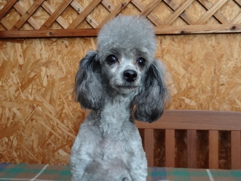 DSC07459 - コピー