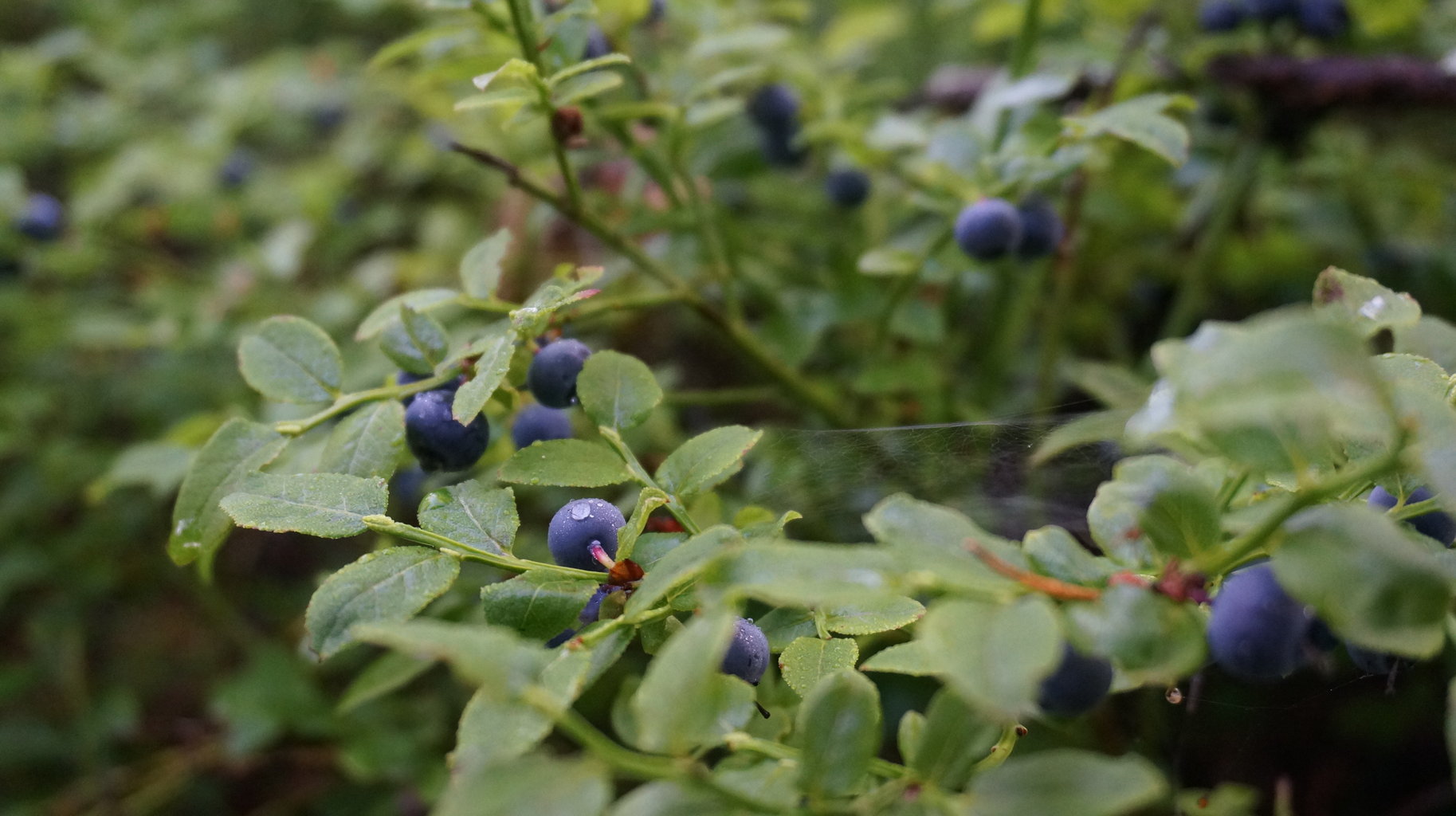 ここまで来たよフィンランド 下関にも北欧雑貨 Rallissaの日々