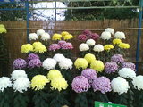 菊花展覧会