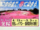 秩父の芝桜は今が見頃の西武宴