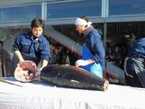 マグロ解体ショー2008