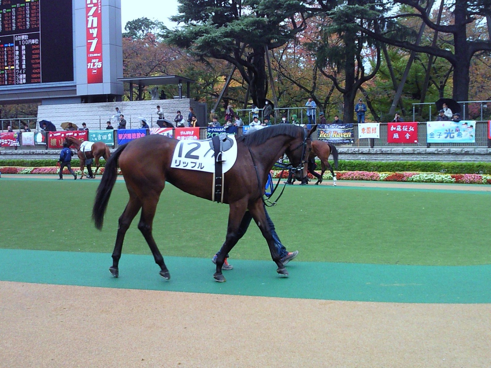 リップルちゃんが府中の地で競走馬デビュー【トリプルさやか】 : ラリーズクラブ