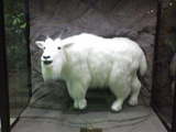 はずれ舟券を食べるDREAM GOAT