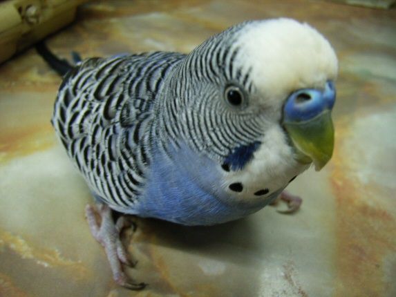 インコ 我楽多部屋 Ram59lpのブログ