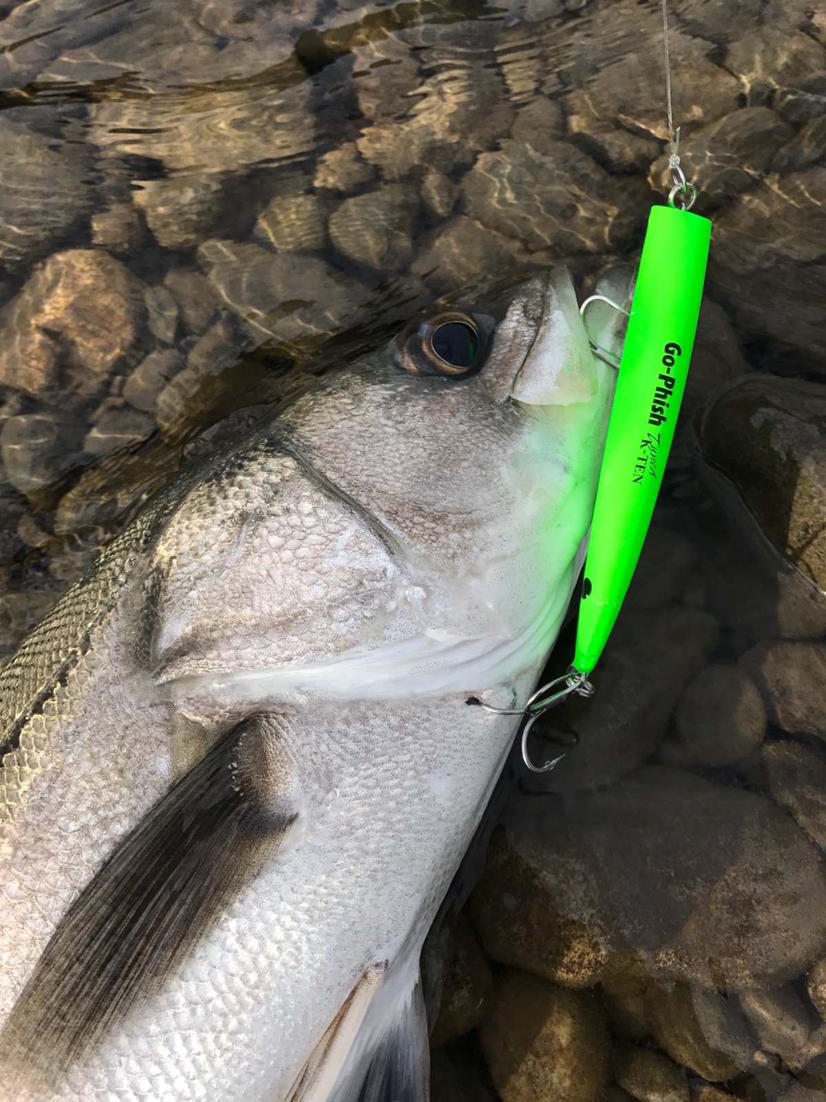 落ち鮎に想い焦がれて Ramblin Naofish