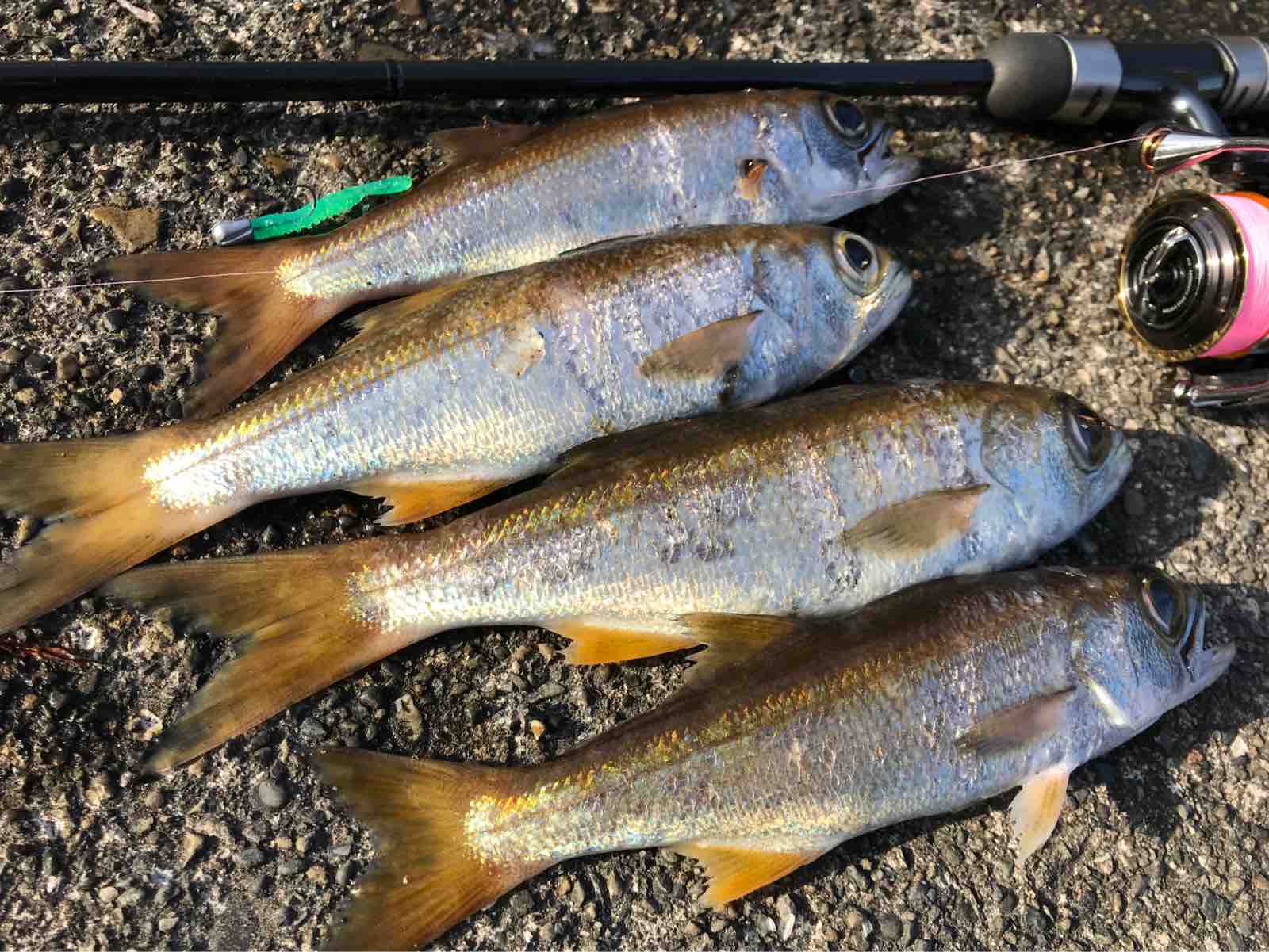 ムツッコ地獄 Ramblin Naofish